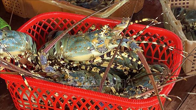 Lobsters are mainly grown in the central provinces of Phu Yen and Khanh Hoa. VNA Photo: Tường Quân 