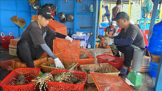 Lobsters are mainly grown in the central provinces of Phu Yen and Khanh Hoa. VNA Photo: Tường Quân 