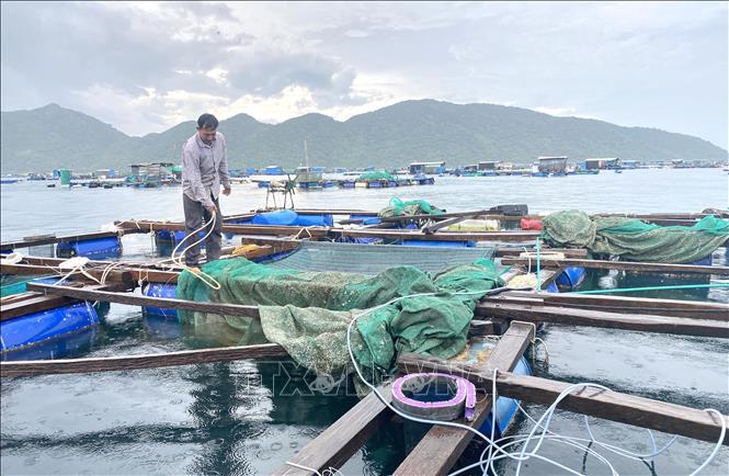 A lobster growing area in Dong Hoa town, the central province of Phu Yen. VNA Photo: Tường Quân 