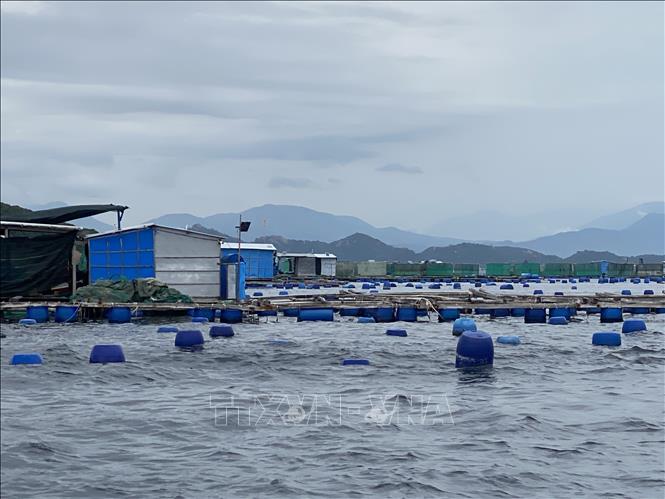 A lobster growing area in Cam Ranh city, the central province of Khanh Hoa. Photo by courtesy