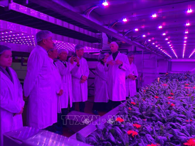 Mô hình “nông trại thẳng đứng”. Ảnh: Nguyễn Thu Hà - P/v TTXVN tại Pháp
