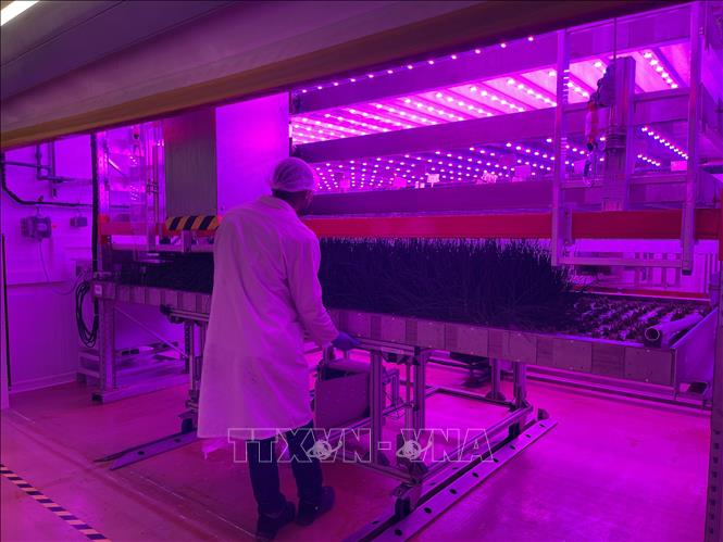 Khu vực tháp trồng các loại rau. Ảnh: Nguyễn Thu Hà - P/v TTXVN tại Pháp

