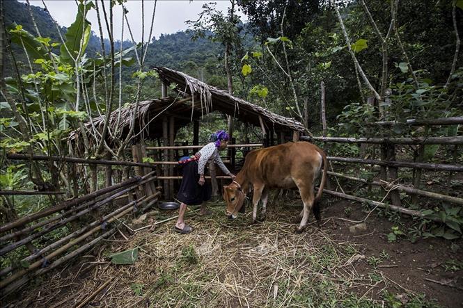 Những dân tại khu tái định cư suối Tào, xóm Bao, xã Giáp Đắt (Đà Bắc, Hòa Bình) chăn thêm vật nuôi để tạo kinh kế, duy trì cuộc sống. Ảnh: Trọng Đạt - TTXVN