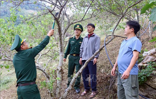 Cán bộ, chiến sỹ Đồn Biên phòng Chiềng Tương hướng dẫn người dân cách chăm sọc vườn mận. Ảnh: Quang Quyết - TTXVN