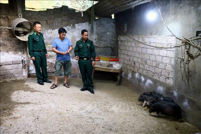 Cán bộ, chiến sỹ Đồn Biên phòng Chiềng Tương hướng dẫn anh Tính Lao Thái ở bản Pa Kha 1 chăm sóc, phát triển chăn nuôi lợn. Ảnh: Quang Quyết - TTXVN
