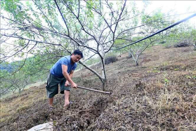 Gia đình anh Tính Lao Thái ở bản Pa Kha 1, xã Chiềng Tương (Yên Châu, Sơn La) chuyển đổi sang trồng 2ha mận cho lãi 200 triệu đồng/năm. Ảnh: Quang Quyết - TTXVN