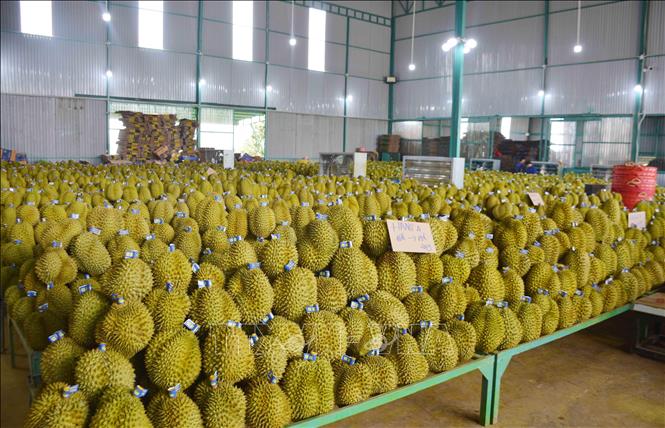Harvesting durians in the Central Highlands province of Dak Lak. VNA Photo: Hoài Thu