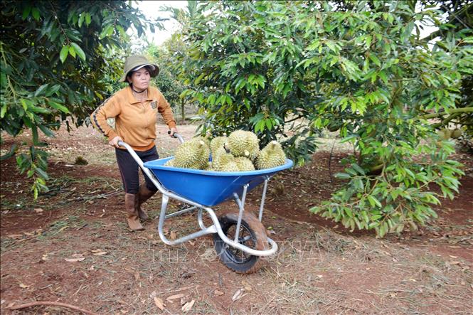 Harvesting durians in the Central Highlands province of Dak Lak. VNA Photo: Hoài Thu