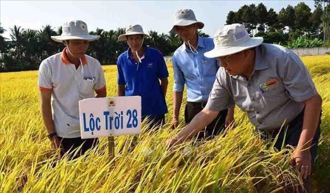 Giống lúa Lộc Trời 28 được trồng khảo nghiệm tại cánh đồng của Công ty Cổ phần Giống cây trồng Lộc Trời (Tập đoàn Lộc Trời). Ảnh: TTXVN phát