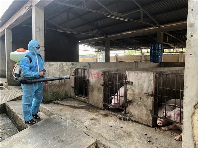 Nhân viên thú ý tại các Trung tâm dịch vụ nông nghiệp tuyến cơ sở thực hiện khử trùng tại cơ sở chăn nuôi trên địa bàn tỉnh Gia Lai. Ảnh: Hồng Điệp - TTXVN 
