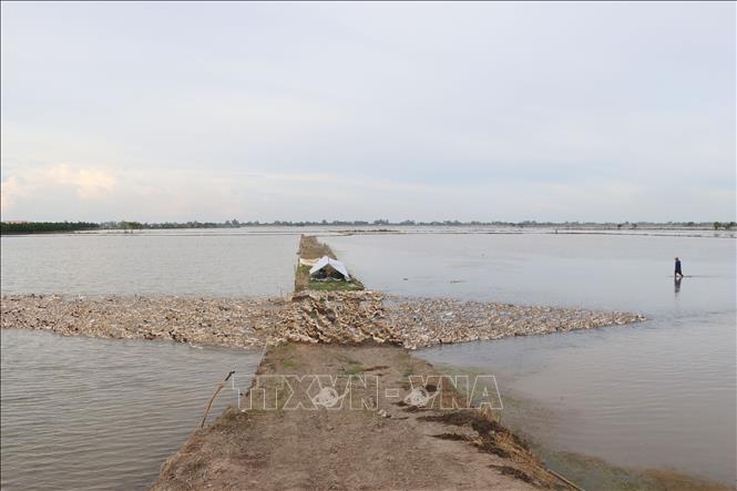Chăn nuôi đàn vịt cò đẻ trứng ở huyện Thanh Bình, Đồng Tháp. Ảnh: Nguyễn Văn Trí - TTXVN