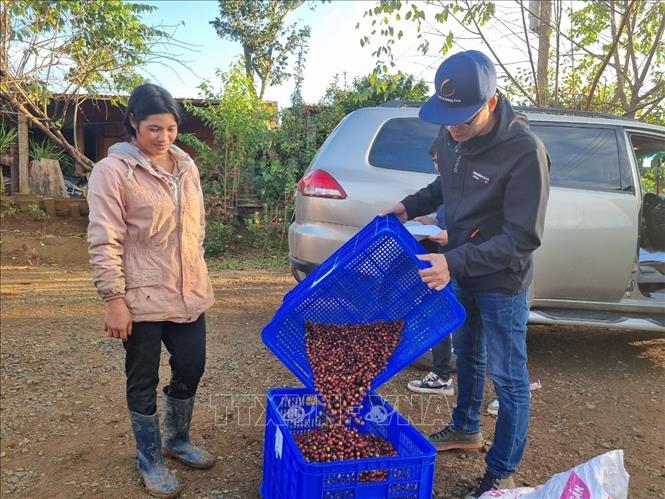 Hợp tác xã cà phê sạch Măng Đen thu mua cà phê chín với giá 15.600 đồng/kg, cao hơn nhiều so với giá từ 7.000 – 8.000 đồng/kg khi bà con hái xanh bán cho thương lái khác. Ảnh: Dư Toán – TTXVN.