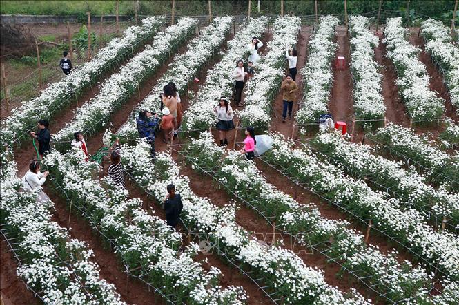 Vườn cúc hoạ mi tại xã Nam Phong, thành phố Nam Định. Ảnh: Công Luật - TTXVN