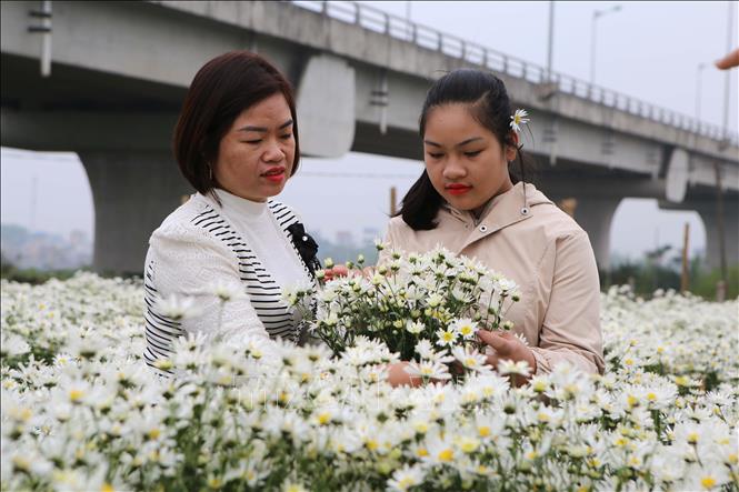 Vườn cúc hoạ mi thu hút đông đảo người dân, đặc biệt là các bạn trẻ. Ảnh: Công Luật - TTXVN
