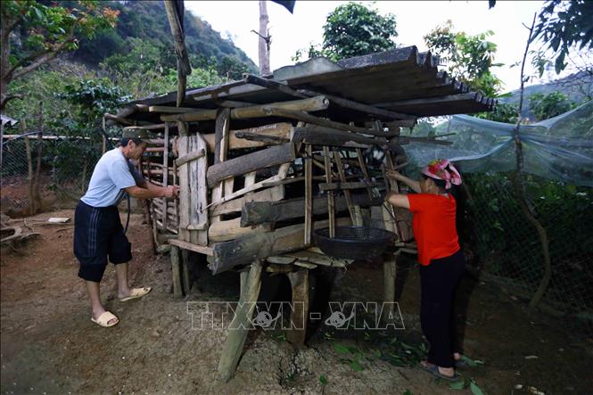 Người dân nhóm 4, tổ 11, phường Chiềng Sinh, thành phố Sơn La đưa đàn dê của gia đình về nuôi nhốt tại chuồng trong những ngày nhiệt độ xuống thấp. Ảnh: Quang Quyết-TTXVN
