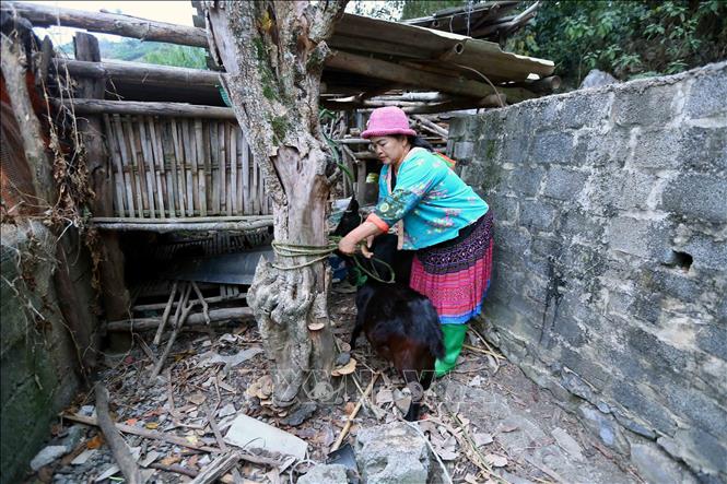 Người dân nhóm 4, tổ 11, phường Chiềng Sinh, thành phố Sơn La đưa đàn dê của gia đình về nuôi nhốt tại chuồng trong những ngày nhiệt độ xuống thấp. Ảnh: Quang Quyết-TTXVN