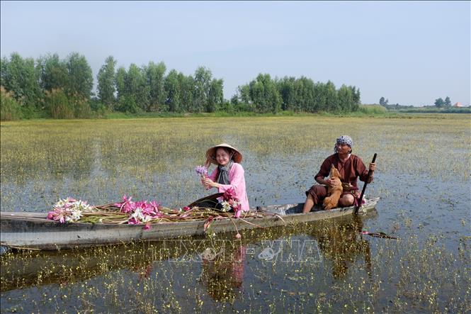 Người dân chèo xuồng hái hoa súng mùa nước nổi vùng Đồng Tháp Mười. Ảnh: Đức Hạnh - TTXVN 