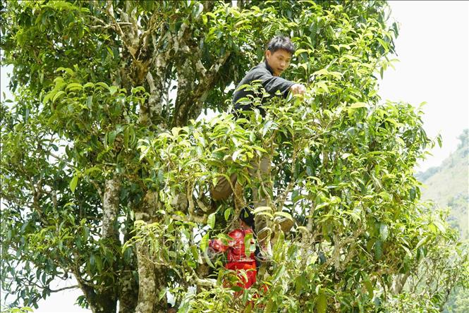 Người dân thôn Sín Chải thu hoạch chè cổ thụ Shan tuyết. Ảnh: Trung Kiên - TTXVN