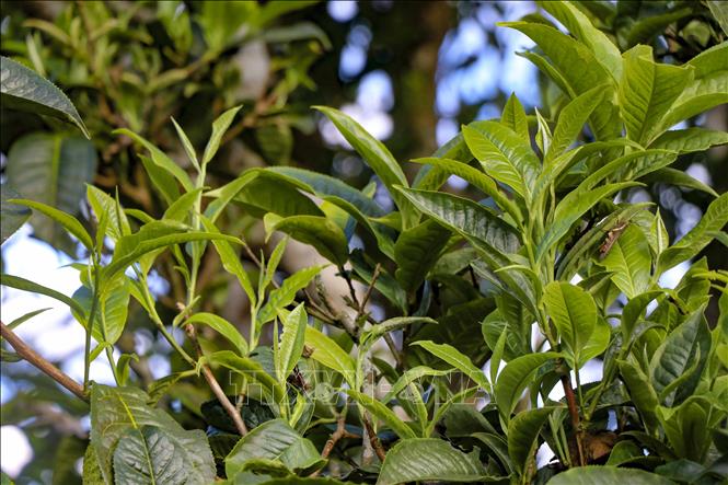 Đặc điểm của chè Shan tuyết là có búp và lá chè lớn, có màu xanh đậm, mặt lá phủ lớp lông tơ mỏng. Ảnh: Trung Kiên - TTXVN
