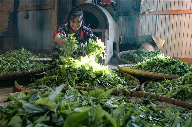 Người dân thôn Sín Chải sao chè Shan tuyết bằng phương pháp thủ công truyền thống. Ảnh: Trung Kiên - TTXVN