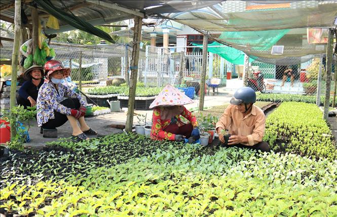 Thương lái đến mua cây giống chuẩn bị trồng vụ Tết. Ảnh: Lê Thúy Hằng - TTXVN