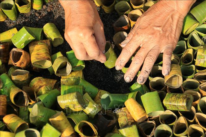 Công đoạn ươm cây giống. Ảnh: Lê Thúy Hằng - TTXVN