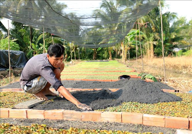 Công đoạn sắp bầu và cho phân vào bầu. Ảnh: Lê Thúy Hằng - TTXVN