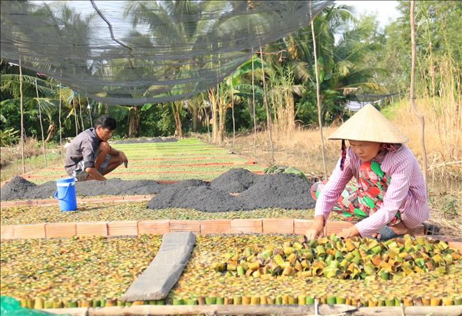 Người dân chuẩn bị các công đoạn ươm cây giống. Ảnh: Lê Thúy Hằng - TTXVN