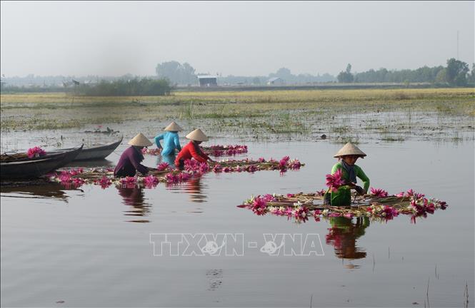Người dân Đồng Tháp thu hoạch hoa súng. Ảnh: Đức Hạnh - TTXVN 
