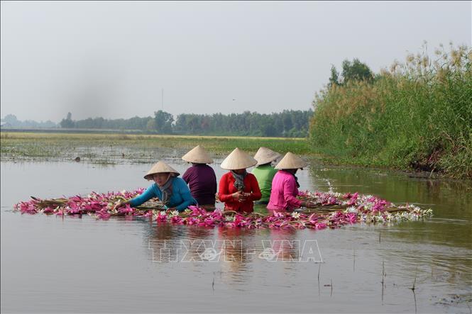 Mùa hoa súng nở rộ ở Đồng Tháp, mỗi ngày người dân địa phương hái được 200 - 250 ngàn đồng. Ảnh: Đức Hạnh - TTXVN 
