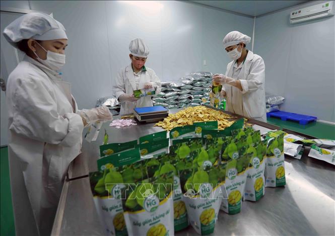 Sản phẩm củ quả sấy khô của Công ty CP thực phẩm HG ở xã Mỹ Phú, huyện Thủ Thừa đạt chất lượng sản phẩm OCOP 4 sao năm 2021. Ảnh: Vũ Sinh - TTXVN