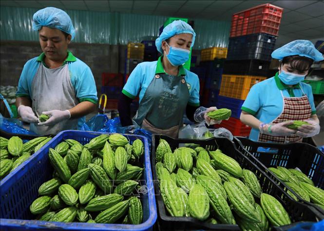 HTX nông nghiệp Mỹ Thạnh ở xã Mỹ Thạnh, huyện Thủ Thừa mỗi năm cung cấp ra thị trường khoảng 1.500 tấn rau củ quả, doanh thu khoảng 14 tỷ đồng, tạo việc làm cho gần 40 lao động địa phương. Ảnh: Vũ Sinh - TTXVN
