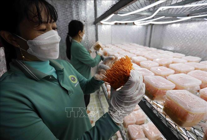 Sản phẩm nấm đông trùng hạ thảo của Cơ sở sản xuất nấm dược liệu Thanh Nhàn, xã Tân Lập, huyện Tân Thạnh đạt tiêu chuẩn sản phẩm nông nghiệp OCOP 3 sao năm 2022. Ảnh: Vũ Sinh - TTXVN