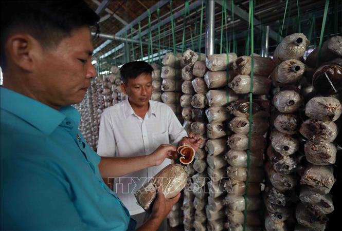 Cơ sở sản xuất nấm dược liệu Thanh Nhàn, xã Tân Lập, huyện Tân Thạnh mỗi năm thu hoạch khoảng 40 tấn nấm linh chi, đông trùng hạ thảo và nấm ăn, đạt doanh thu khoảng hơn 2 tỷ đồng. Ảnh: Vũ Sinh - TTXVN