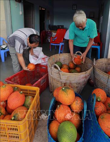 HTX nông nghiệp Bình Tâm ở xã Bình Tâm, TP Tân An có 30 hộ thành viên tham gia trồng gấc trên diện tích 14ha, sản lượng thu hoạch 35 tấn/ha/năm. Ảnh: Vũ Sinh - TTXVN