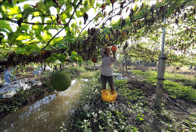 Hộ nông dân Nguyễn Thanh Tùng, thành viên HTX nông nghiệp Bình Tâm ở xã Bình Tâm, TP Tân An có diện tích 1.500m2 trồng gấc, mỗi tháng cho thu nhập hơn 6 triệu đồng. Ảnh: Vũ Sinh - TTXVN