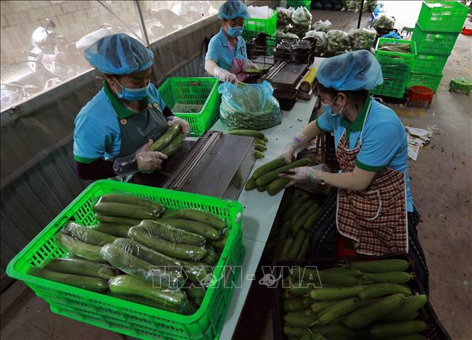 HTX nông nghiệp Mỹ Thạnh ở xã Mỹ Thạnh, huyện Thủ Thừa mỗi năm cung cấp ra thị trường khoảng 1.500 tấn rau củ quả, doanh thu khoảng 14 tỷ đồng, tạo việc làm cho gần 40 lao động địa phương. Ảnh: Vũ Sinh - TTXVN