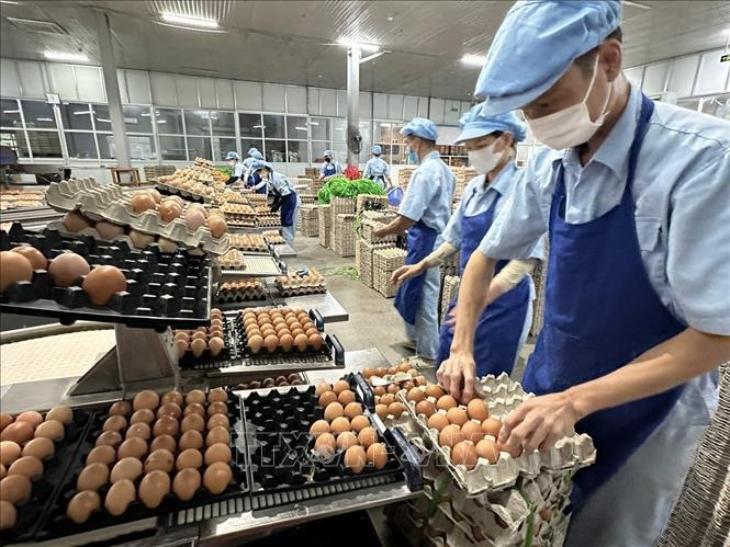 Công nhân đóng khay trứng gà sạch Hòa Phát. Ảnh: TTXVN phát