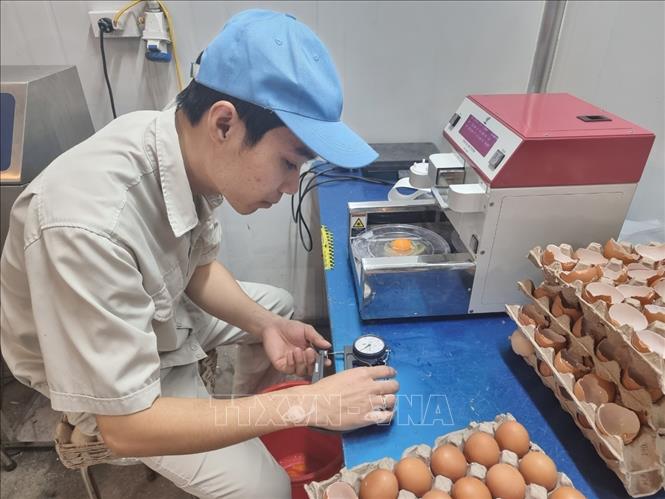 Công nhân kỹ thuật kiểm tra chất lượng trứng trước xuất ra thị trường. Ảnh: TTXVN phát