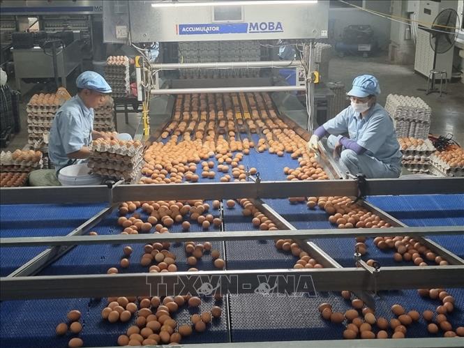 Công nhân phân loại trứng. Ảnh: TTXVN phát