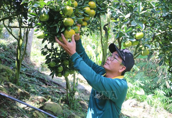 A farmer checks on tangerine trees' health to prepare for a bumper harvest season. VNA Photo: Công Mạo
