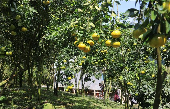 An orchard of pink tangerines in Cam Mountain, An Giang province. VNA Photo: Công Mạo