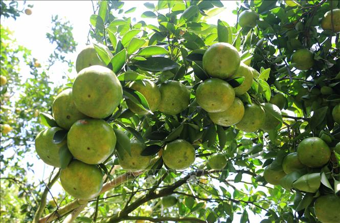 Plum green tangerines, promising a bumper harvest season for An Giang's growers. VNA Photo: Công Mạo