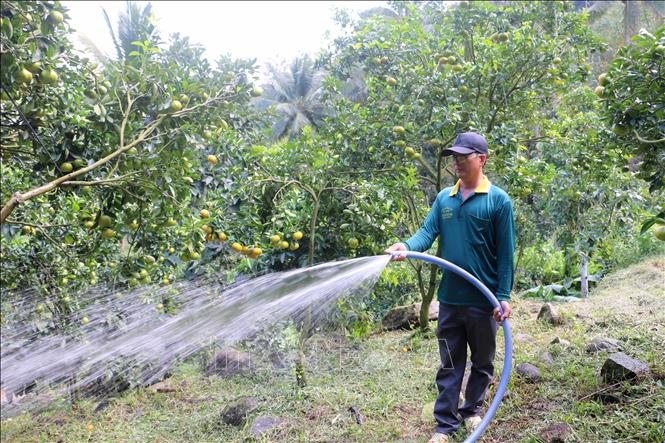 A grower waters his tangerine orchard. He started his business 9 years ago. VNA Photo: Công Mạo