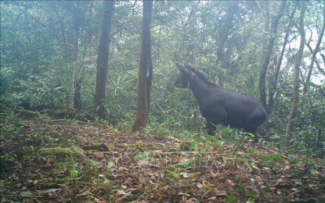 Sơn Dương (tên khoa học là Capricornis milneedwardsii) được chụp bằng bẫy ảnh tại Khu dự trữ Thiên nhiên Động Châu-Khe Nước Trong. Ảnh: TTXVN phát