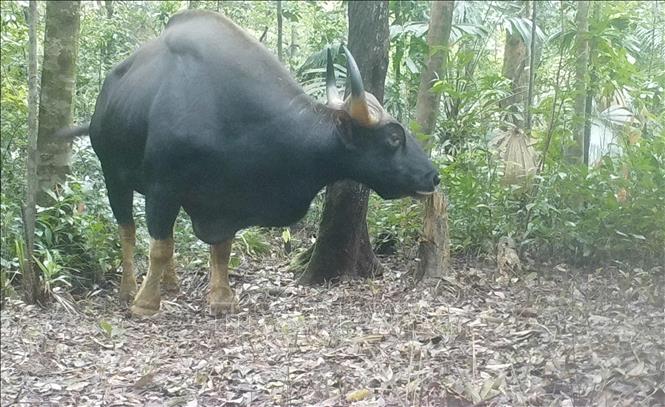 Bò tót (tên khoa học là Bos gaurus) được chụp bằng bẫy ảnh tại Khu dự trữ Thiên nhiên Động Châu-Khe Nước Trong. Ảnh: TTXVN phát
