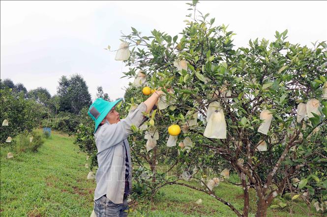 Người dân xã Hương Đô kiểm tra chất lượng cam Khe Mây trước khi thu hoạch. Ảnh: Hữu Quyết – TTXVN