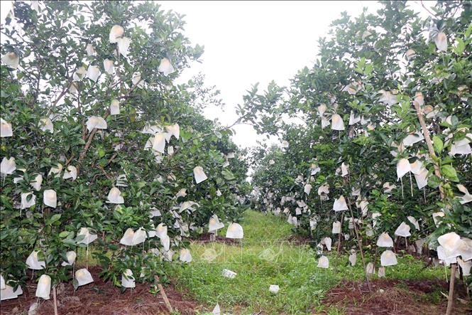 Vườn trồng cam của một hộ gia đình tại xã Hương Đô (huyện Hương Khê). Ảnh: Hữu Quyết – TTXVN