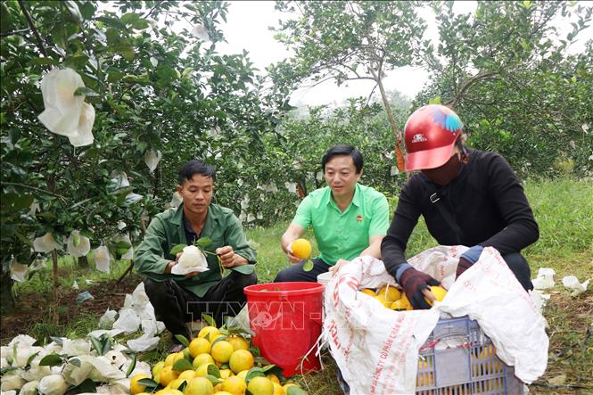 Phân loại cam sau khi thu hoạch. Ảnh: Hữu Quyết – TTXVN