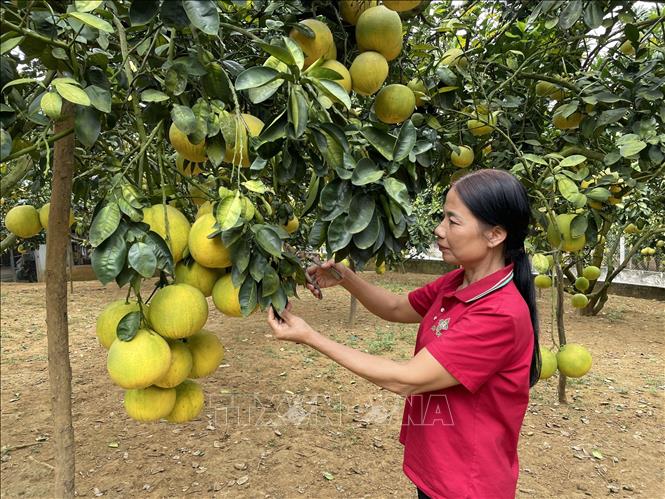Gia đình chị Vũ Thị Tráng tại xã Vân Đồn (Đoan Hùng, Phú Thọ) mỗi năm thu về hơn 4 vạn quả bưởi cho thu nhập hàng trăm triệu đồng. Ảnh: TTXVN phát